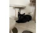 Adopt Magellan a Black (Mostly) Domestic Shorthair (short coat) cat in Columbus