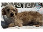 Adopt Fiona a Tan/Yellow/Fawn Terrier (Unknown Type, Small) / Mixed dog in