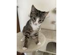 Adopt Cricket a Gray, Blue or Silver Tabby Domestic Shorthair (short coat) cat