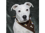 Adopt Casper a White Mixed Breed (Large) / Mixed dog in Salina, KS (38777483)