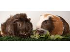 Adopt Lil Mike and Funny Bone a Multi Guinea Pig (long coat) small animal in