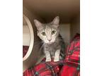 Adopt Honeydew a Tan or Fawn Domestic Shorthair / Domestic Shorthair / Mixed cat