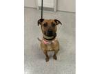 Adopt Kim Possible a Terrier, Mixed Breed
