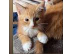 Adopt Jelly Bean a Orange or Red Domestic Shorthair / Mixed cat in Garden