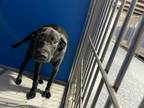 Adopt Chadwick a Black Labrador Retriever dog in Whiteville, NC (38777128)