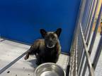 Adopt Jar Jar a Black Mixed Breed (Medium) dog in Whiteville, NC (38777123)