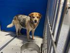 Adopt Jimbo a Merle Mixed Breed (Medium) dog in Whiteville, NC (38777122)
