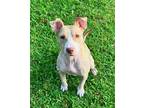 Adopt Lucy a Tan/Yellow/Fawn American Staffordshire Terrier / Mixed dog in