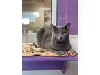 Adopt Titus a Gray or Blue Domestic Shorthair / Domestic Shorthair / Mixed cat