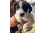 Adopt Ringo a White - with Black Mixed Breed (Large) / Mixed dog in Colonial