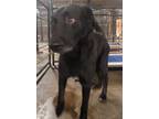 Adopt Poochy a Black Mixed Breed (Medium) / Mixed dog in Guntersville