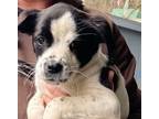 Adopt Pop Tart a White - with Black Mixed Breed (Large) / Mixed dog in Colonial