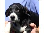 Adopt Ringo2 a Black - with White Labrador Retriever / Mixed Breed (Medium) /