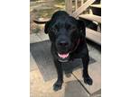 Adopt Maddie a Black - with White Labrador Retriever dog in Atlanta