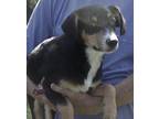 Adopt Ralph a Black - with Brown, Red, Golden, Orange or Chestnut Shepherd