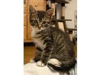 Adopt Viko a Domestic Shorthair / Mixed (short coat) cat in Sewell