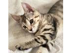 Adopt Vixen a Domestic Shorthair / Mixed (short coat) cat in Sewell