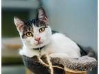 Adopt Fun Dip a Domestic Short Hair