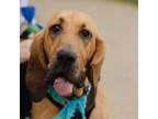 Adopt Lucky a Bloodhound