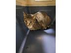 Adopt Bella a Domestic Short Hair