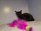 Adopt Coraline a Domestic Short Hair