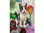 Adopt Mia a Domestic Short Hair