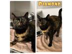 Adopt Diamond a Domestic Short Hair