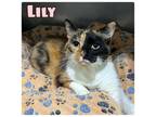 Adopt Lily - PetSmart a Calico