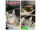 Adopt Sabine a Domestic Short Hair