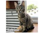 Adopt Sabine a Domestic Short Hair