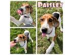 Adopt Paisley a Hound