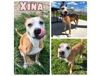Adopt Xina - SPONSORED a American Staffordshire Terrier