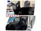 Adopt Deanna - PetSmart a Domestic Short Hair