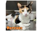 Adopt Patches a Calico