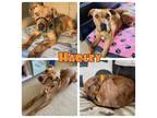 Adopt Harley - In Foster - Call for appt a American Staffordshire Terrier