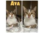 Adopt Ava a Domestic Short Hair