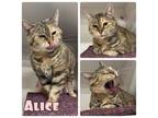 Adopt Alice - Sponsored a Domestic Short Hair