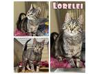 Adopt Lorelei a Domestic Short Hair