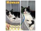 Adopt Hannah a Domestic Short Hair