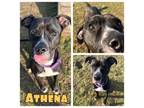 Adopt Athena a Boxer