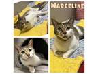 Adopt Marceline - PetSmart a Domestic Short Hair