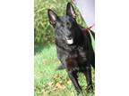 Adopt Pandora (Photos 10/4/2022) a Black German Shepherd Dog / Mixed dog in
