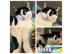 Adopt Silva - PetSmart a Domestic Short Hair