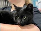 Adopt Elvira - PetSmart a Domestic Short Hair