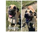Adopt Aspen a Great Dane, Mastiff