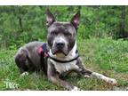 Adopt Thor a Gray/Silver/Salt & Pepper - with White Pit Bull Terrier / Mixed dog
