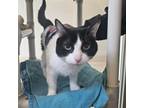 Adopt Julie: Regal Resident, Adoption Fees Waived! a Domestic Short Hair