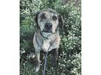 Adopt Rapala a Catahoula Leopard Dog