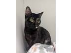 Adopt Shelly a Domestic Short Hair