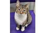 Adopt Skylar a Domestic Short Hair